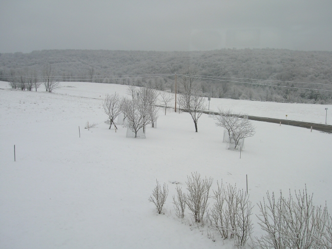 A view of the small orchard in the winter.