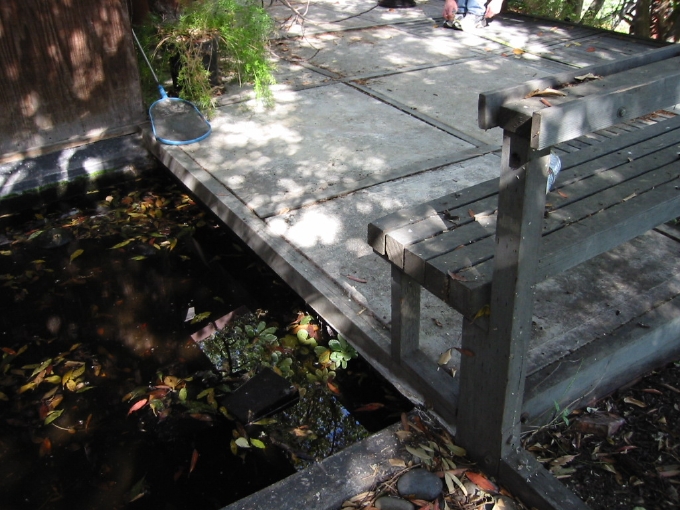 The koi pond near the entrance to the existing terrace.